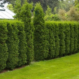 Туя Columna (Колумна) (Malonyana Aurea) контейнер 0.5 л Туя Columna (Колумна) (Malonyana Aurea) контейнер 0.5 л