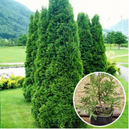 Туя Columna (Колумна) (Malonyana Aurea) контейнер 2.0 л Туя Columna (Колумна) (Malonyana Aurea) контейнер 2.0 л