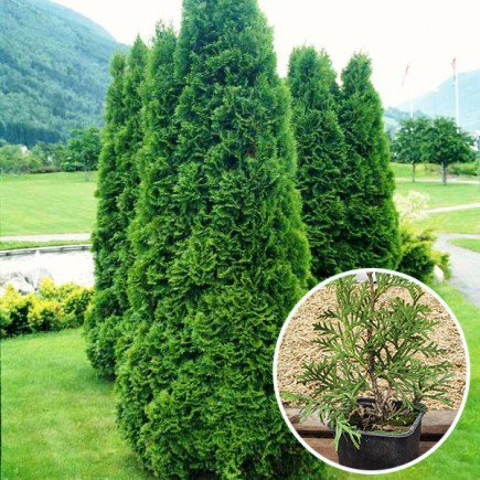 Туя Columna (Колумна) (Malonyana Aurea) контейнер 2.0 л