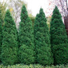 Туя Holmstrup (Холмструп) контейнер 0.5 л
