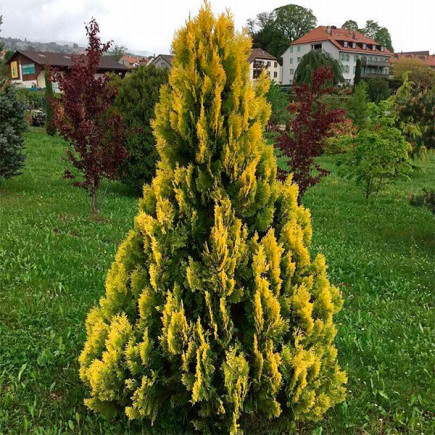 Туя Yellow Ribbon (Єллоу Ріббон) контейнер 0.5 л