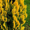Туя Yellow Ribbon (Єллоу Ріббон) контейнер 0.5 л