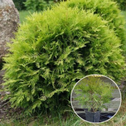 Туя Globosa Aurea (Глобоза Ауреа) контейнер 0.5 л