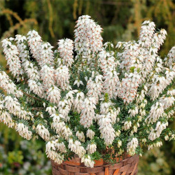 Еріка White Perfection