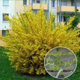 Форзиція Golden Nugget контейнер 0.5 л Форзиція Golden Nugget контейнер 0.5 л