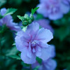 Гібіскус махровий Blue Chiffon контейнер 0.5 л