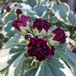 Гібіскус махровий Purpureus Variegatus контейнер 0.5 л Гібіскус махровий Purpureus Variegatus контейнер 0.5 л