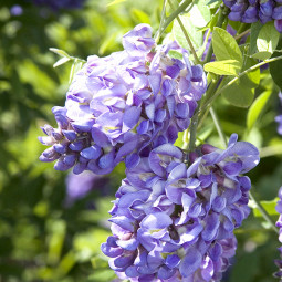 Гліцинія Blue Sapphire