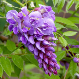 Гліцинія Longwood Purple