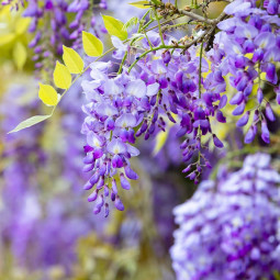 Гліцинія Texas Purple