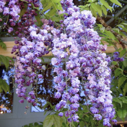 Гліцинія Violacea Plena