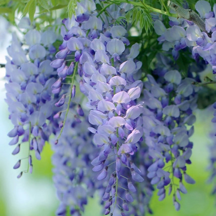 Гліцинія White with Blue Eyes