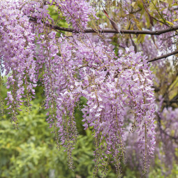 Гліцинія Honbeni Floribunda контейнер 2 л Гліцинія Honbeni Floribunda контейнер 2 л