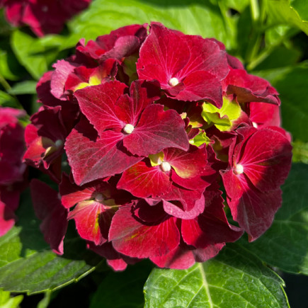 Гортензія Black Knight контейнер 2 л