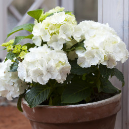 Гортензія Blanco контейнер 0.5 л