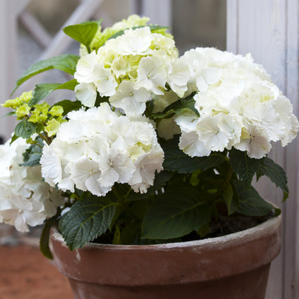 Гортензія Blanco контейнер 0.5 л