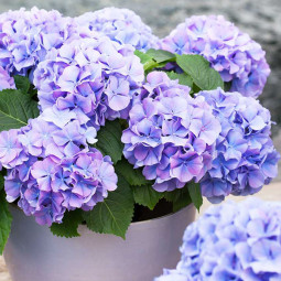 Гортензія Blauer Zwerg (контейнер 0.5 л) Гортензія Blauer Zwerg (контейнер 0.5 л)