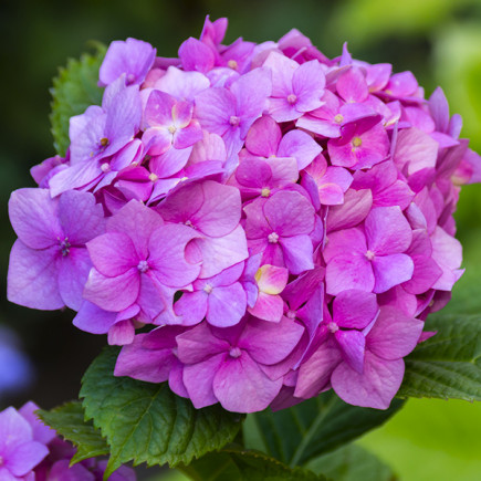 Гортензія Bouquet Rose контейнер 2.0 л