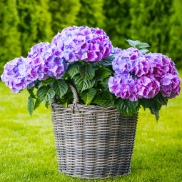 Гортензія Bouquet Rose контейнер 2.0 л
