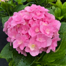Гортензія Florentina Pink контейнер 0.5 л