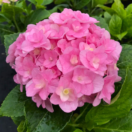 Гортензія Florentina Pink контейнер 0.5 л