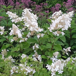 Гортензія Goliath контейнер 2 л