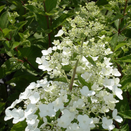 Гортензія Goliath контейнер 2 л