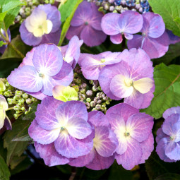 Гортензія Blueberry Cheesecake