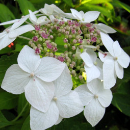 Гортензія Lanarth White