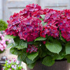 Гортензія Hot Red Purple контейнер 0.5 л