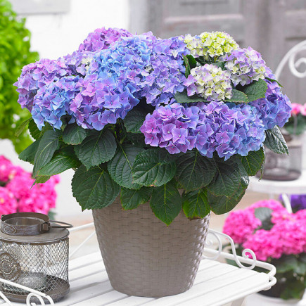 Гортензія Jip Blue контейнер 2 л