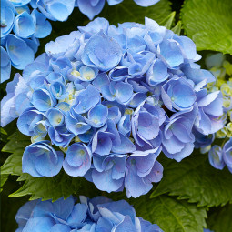Гортензія Blue Danube