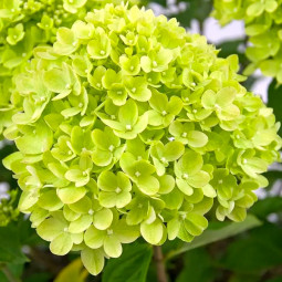 Гортензія Little Lime контейнер 0.5 л Гортензія Little Lime контейнер 0.5 л