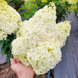 Гортензія Little Alf контейнер 0.5 л