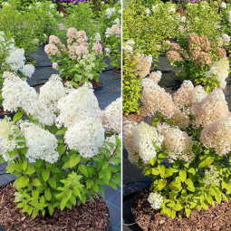 Гортензія Little Alf контейнер 0.5 л