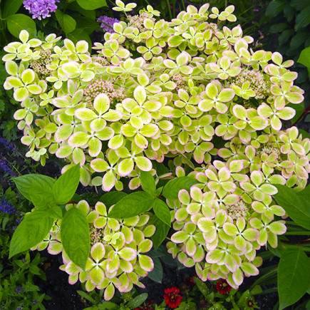 Гортензія Pastel Green контейнер 0.5 л