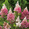 Гортензія Pink Queen контейнер 0.5 л
