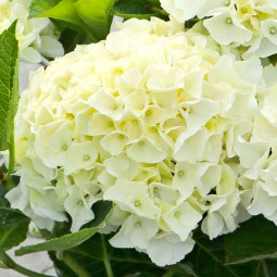 Гортензія Saxon Bright White контейнер 2.0 л Гортензія Saxon Bright White контейнер 2.0 л