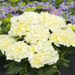 Гортензія Saxon Bright White контейнер 2.0 л Гортензія Saxon Bright White контейнер 2.0 л