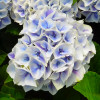 Гортензія Saxon Candy Heart Blue контейнер 2.0 л