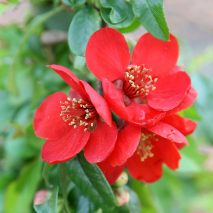 Хеномелес Crimson and Gold