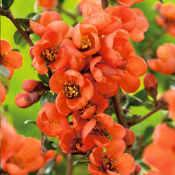 Хеномелес Orange Trail
