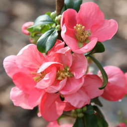 Хеномелес Pink Lady