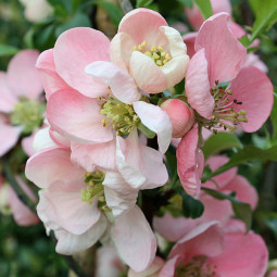 Хеномелес Pink Trail