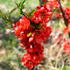 Хеномелес Rubra