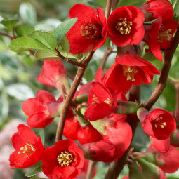 Хеномелес Texas Scarlet