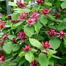 Калікант квітучий Hartlage Wine (Calycanthus floridus Hartlage Wine) Калікант квітучий Hartlage Wine (Calycanthus floridus Hartlage Wine)
