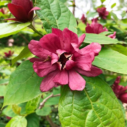 Калікант квітучий Hartlage Wine (Calycanthus floridus Hartlage Wine) Калікант квітучий Hartlage Wine (Calycanthus floridus Hartlage Wine)