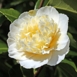 Камелія Brushfield's Yellow
