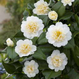 Камелія Brushfield's Yellow